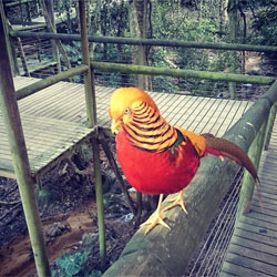 birds-of-eden