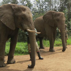 elephant-sanctuary