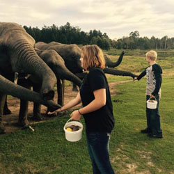knysna-elephant-park