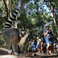 monkeyland