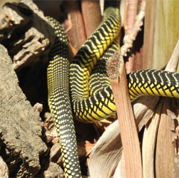 snakes